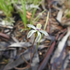 Caladenia ustulata (Brown Caps) at Carwoola, NSW - 30 Sep 2021 by Liam.m