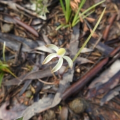 Caladenia ustulata at Carwoola, NSW - suppressed