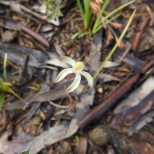 Caladenia ustulata at Carwoola, NSW - suppressed