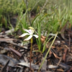 Caladenia ustulata at Carwoola, NSW - suppressed