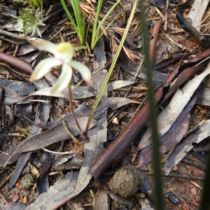 Caladenia ustulata at Carwoola, NSW - suppressed