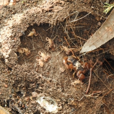 Urodacus manicatus (Black Rock Scorpion) at Carwoola, NSW - 30 Sep 2021 by Liam.m