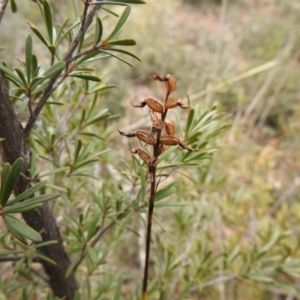 Corunastylis sp. at Carwoola, NSW - suppressed