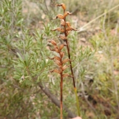 Corunastylis sp. at Carwoola, NSW - suppressed