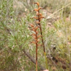 Corunastylis sp. at Carwoola, NSW - 30 Sep 2021