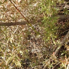 Corunastylis sp. at Carwoola, NSW - suppressed