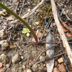 Thelymitra sp. at Carwoola, NSW - suppressed