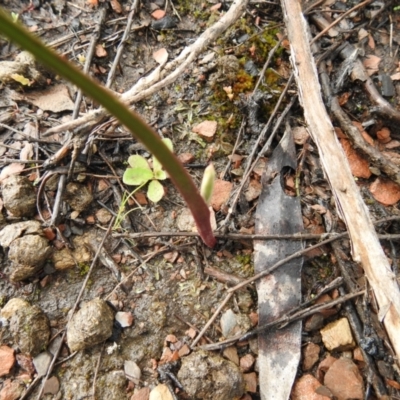 Thelymitra (Genus) (Sun Orchid) at Carwoola, NSW - 30 Sep 2021 by Liam.m