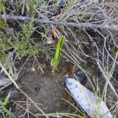 Diuris sp. (A donkey orchid) at Carwoola, NSW - 30 Sep 2021 by Liam.m
