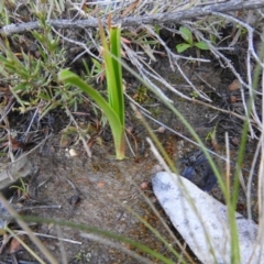 Diuris sp. at Carwoola, NSW - suppressed