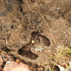 Myrmecia sp. (genus) (Bull ant or Jack Jumper) at Carwoola, NSW - 30 Sep 2021 by Liam.m