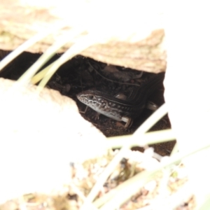 Ctenotus robustus at Carwoola, NSW - suppressed