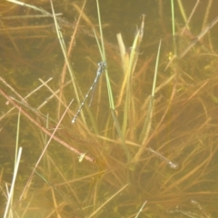 Austrolestes leda (Wandering Ringtail) at Carwoola, NSW - 30 Sep 2021 by Liam.m