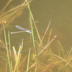 Austrolestes leda at Carwoola, NSW - suppressed