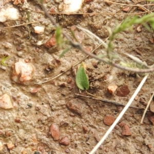 Eriochilus cucullatus at Carwoola, NSW - 30 Sep 2021