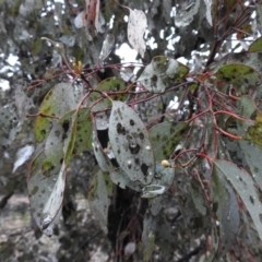 Eucalyptus sp. at Carwoola, NSW - 29 Sep 2021