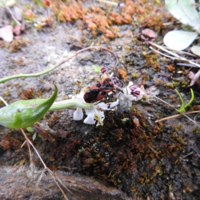 Spilostethus pacificus (Milkweed bug) at QPRC LGA - 29 Sep 2021 by Liam.m