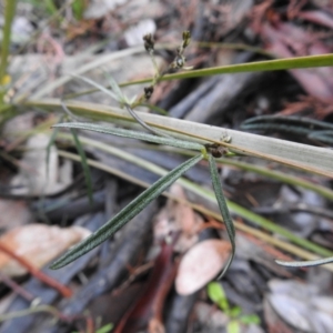 Glycine clandestina at Carwoola, NSW - 29 Sep 2021