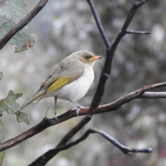 Ptilotula fusca (Fuscous Honeyeater) at Carwoola, NSW - 29 Sep 2021 by Liam.m