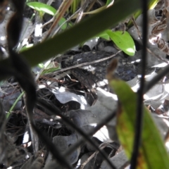 Tiliqua rugosa (Shingleback Lizard) at Carwoola, NSW - 26 Sep 2021 by Liam.m