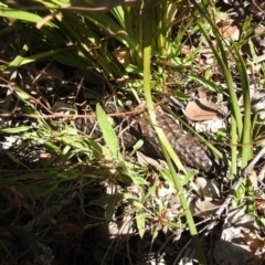 Tiliqua rugosa at Carwoola, NSW - 26 Sep 2021