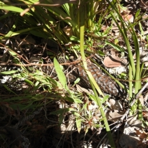 Tiliqua rugosa at Carwoola, NSW - 26 Sep 2021