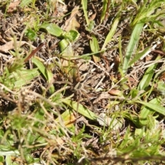 Unidentified Wolf spider (Lycosidae) at Carwoola, NSW - 26 Sep 2021 by Liam.m