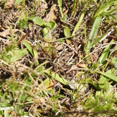 Unidentified Wolf spider (Lycosidae) at Carwoola, NSW - 26 Sep 2021 by Liam.m