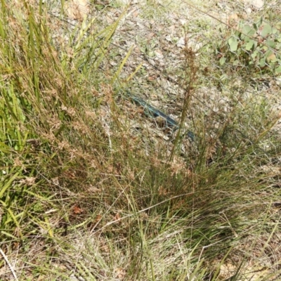 Juncus sp. (A Rush) at Carwoola, NSW - 26 Sep 2021 by Liam.m