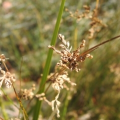 Juncus sp. at Carwoola, NSW - suppressed