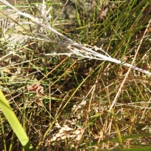 Juncus sp. at Carwoola, NSW - suppressed