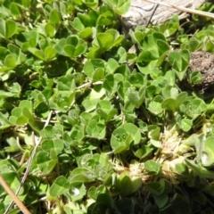 Trifolium subterraneum (Subterranean Clover) at Carwoola, NSW - 26 Sep 2021 by Liam.m