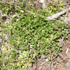 Trifolium subterraneum at Carwoola, NSW - 26 Sep 2021