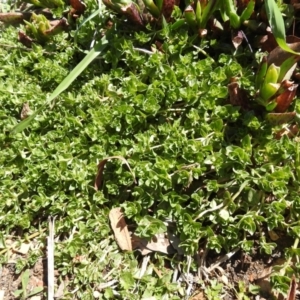 Lysimachia arvensis at Carwoola, NSW - 26 Sep 2021