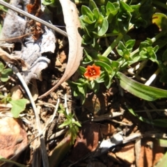 Lysimachia arvensis at Carwoola, NSW - 26 Sep 2021