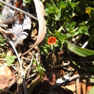 Lysimachia arvensis at Carwoola, NSW - 26 Sep 2021