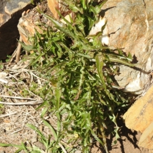 Sonchus asper at Carwoola, NSW - suppressed