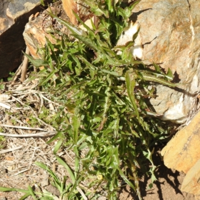 Sonchus asper (Prickly Sowthistle) at Carwoola, NSW - 26 Sep 2021 by Liam.m