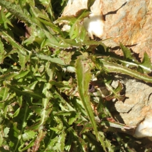 Sonchus asper at Carwoola, NSW - suppressed