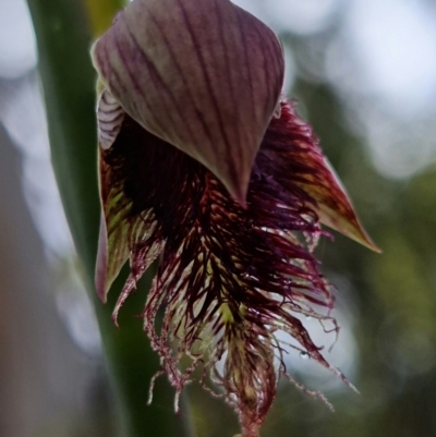 Calochilus platychilus (Purple Beard Orchid) at Bruce, ACT - 30 Sep 2021 by RobG1