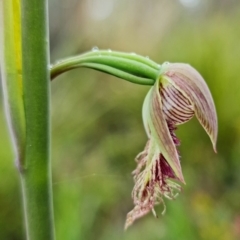 Calochilus platychilus at Point 5815 - 30 Sep 2021