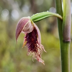 Calochilus platychilus at Undefined Area - suppressed