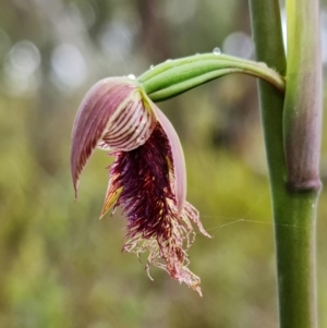 Calochilus platychilus at Point 5815 - 30 Sep 2021