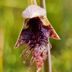 Calochilus platychilus at Undefined Area - suppressed