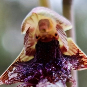 Calochilus platychilus at Point 5815 - 30 Sep 2021