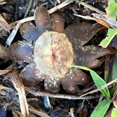 Astraeus hygrometricus (Barometer Earthstar) at Murrumbateman, NSW - 30 Sep 2021 by SimoneC