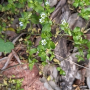 Stellaria media at Hackett, ACT - suppressed