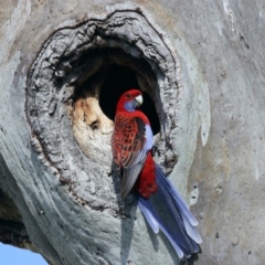 Platycercus elegans (Crimson Rosella) at Majura, ACT - 28 Sep 2021 by jbromilow50