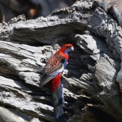 Platycercus elegans at Majura, ACT - 28 Sep 2021