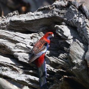 Platycercus elegans at Majura, ACT - 28 Sep 2021